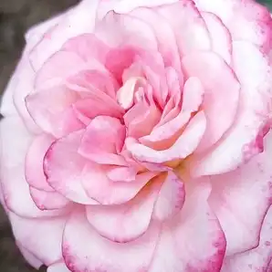 Comanda trandafiri online - Roz - trandafiri miniatur - pitici - trandafir cu parfum discret - Rosa Portofino - Michel Adam - ,-
